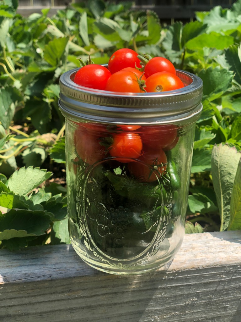 Tomato peppers in jar sitting in the garden. 